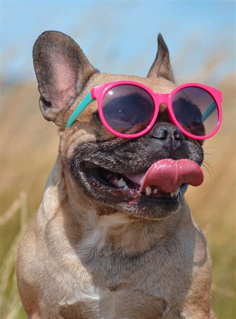 Our Story - Calling All Dogs & Cats - Dog Walking - Pet Sitting