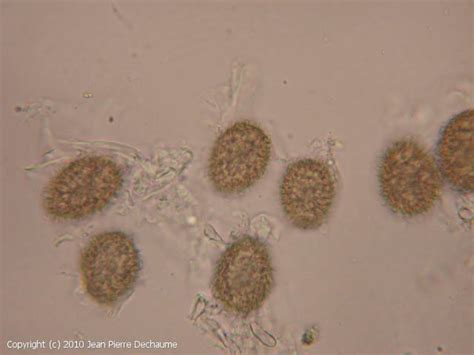 mycodb  de champignons tuber rufum