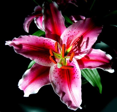 Lilly 2 Free Photo Download | FreeImages