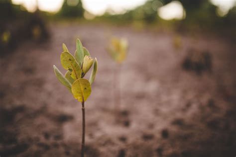 Samsung to Plant Millions of Trees to Fight Climate Change