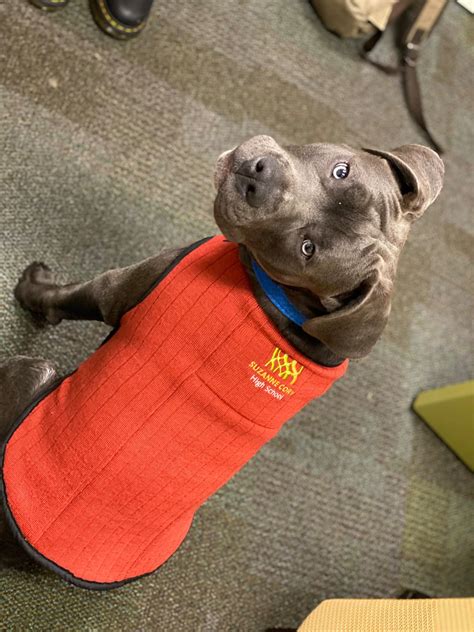 Introducing Arlo, one of four... - Suzanne Cory High School