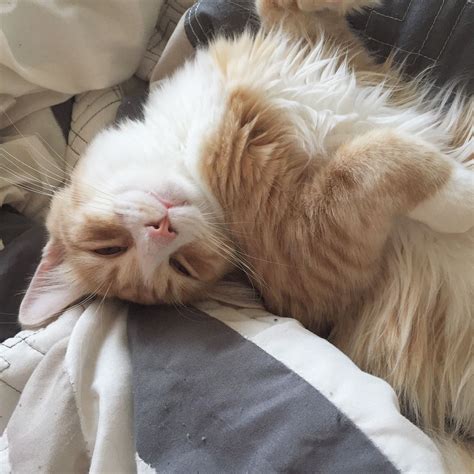 15 Best Wallpaper Aesthetic Laptop Cat You Can Downlo - vrogue.co