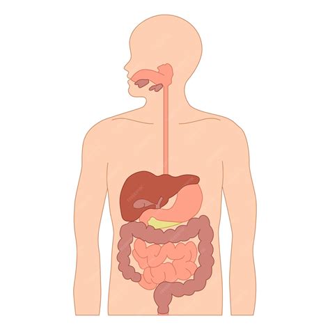 Premium Vector | Human Digestive System Diagram Science Diagram for Digestive System Human Body ...