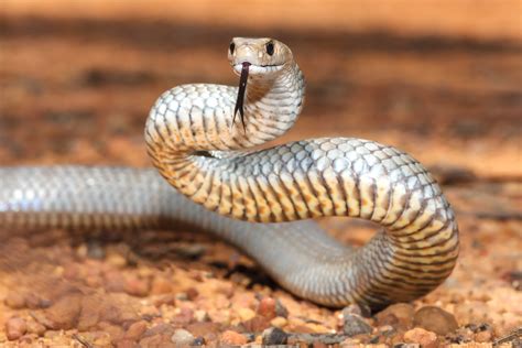 A deadly snake interrupts the former US champion's tennis game - and ...