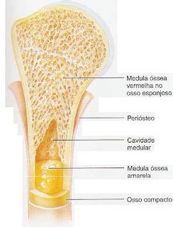 Tecidos Osseos - Histologia Nerd: TECIDOS ÓSSEOS ESPONJOSO E COMPACTO