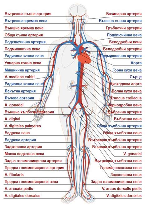 Анатомия на човешкото тяло: Изображения и Видео – SpiriTell Медия