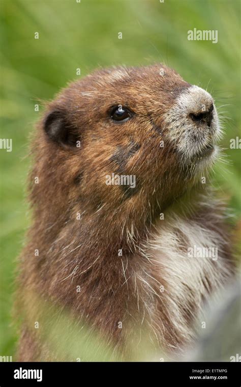Vancouver Island Marmot, Marmota Vancouverensis, Vancouver Island, BC ...