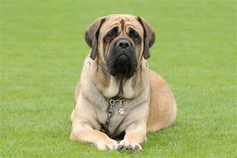 English Mastiff: Wesen, Haltung & Pflege | zooplus