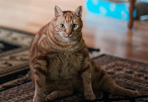 Еда для стерилизованных кошек: чем кормить кастрированного кота, лучшие ...