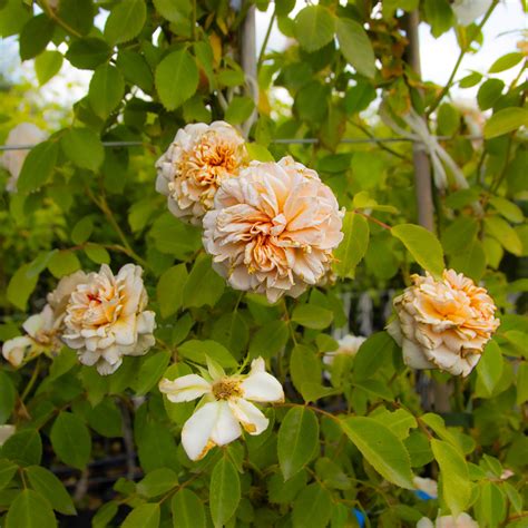 Large 6-7ft Climbing Rose Sabrina