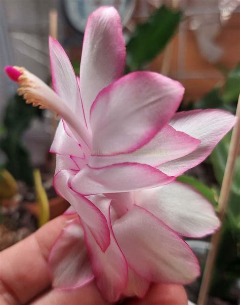 'Eprics Star' - Schlumbergera and Rhipsalidopsis