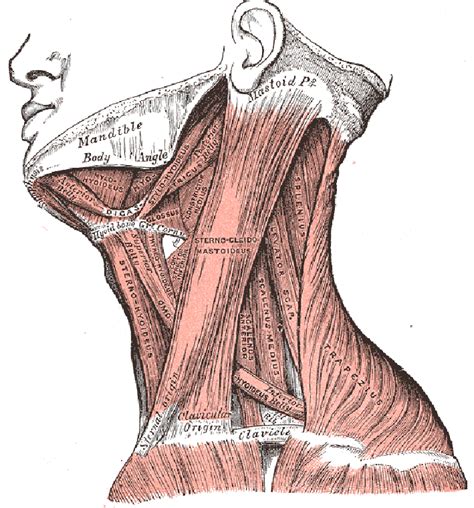 Anterior neck muscles in two layers; from lateral view the SCM and ...