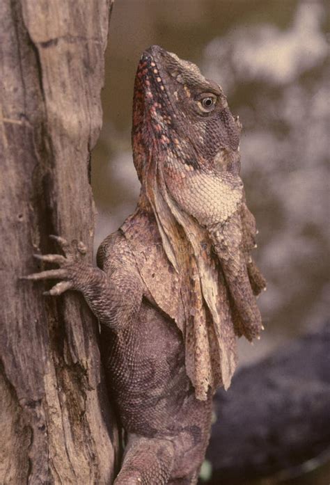 Frilled lizard stock photo. Image of garden, lizard - 271306724