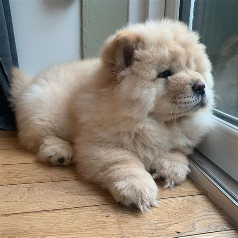 Chow Chow Staring Out the Window