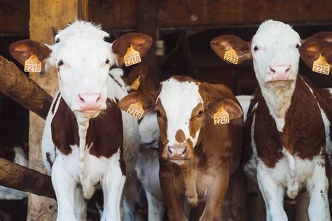 Free Images : white, barn, animal, standing, food, herd, farming ...