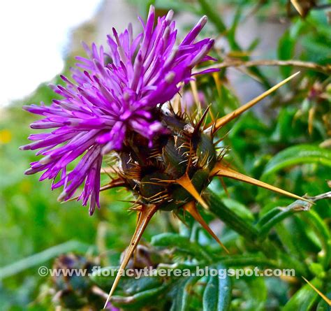 Flora cytherea: Κενταύρια των Κυθήρων