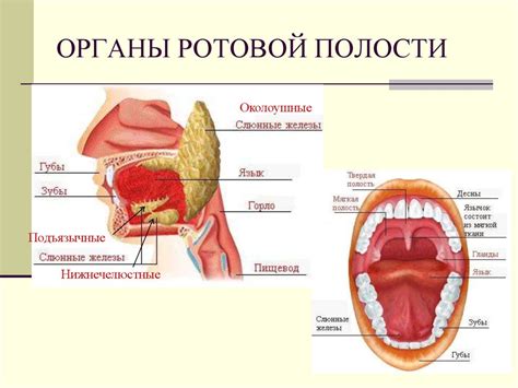 Пищеварение в ротовой полости - online presentation