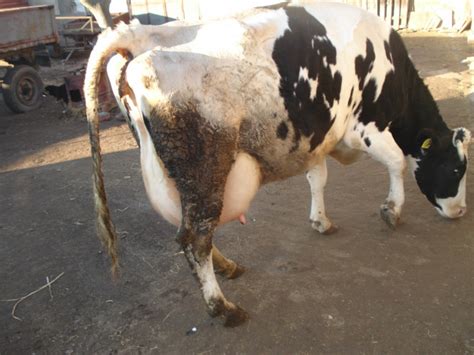 крава с 30 л. мляко – АгроБорса | Agri.BG