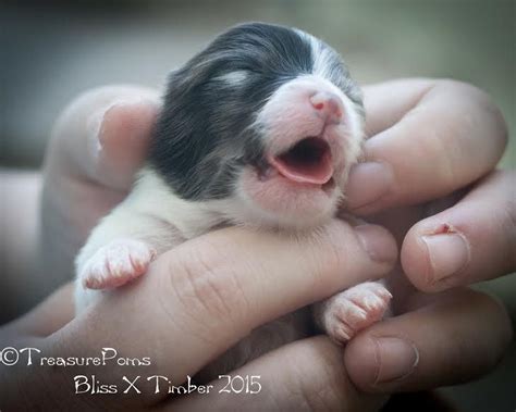xyro sold blue merle parti male blue merle animals litter