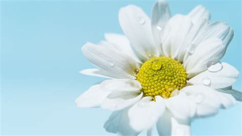 White Daisies Wallpaper
