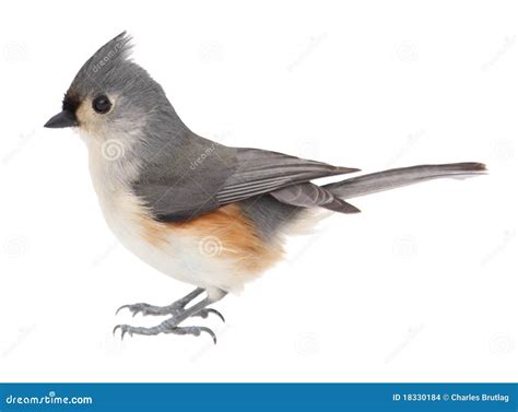 Tufted Titmouse, Baeolophus Bicolor, Isolated Stock Photo - Image of ...
