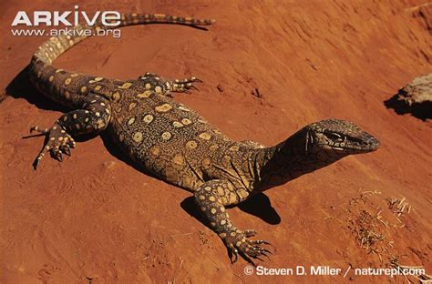 Perentie | Animals Wiki | Fandom