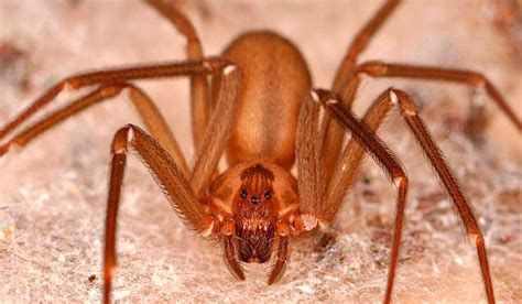 Aranha Marrom Tamanho Real - Aranha marrom e seus perigos