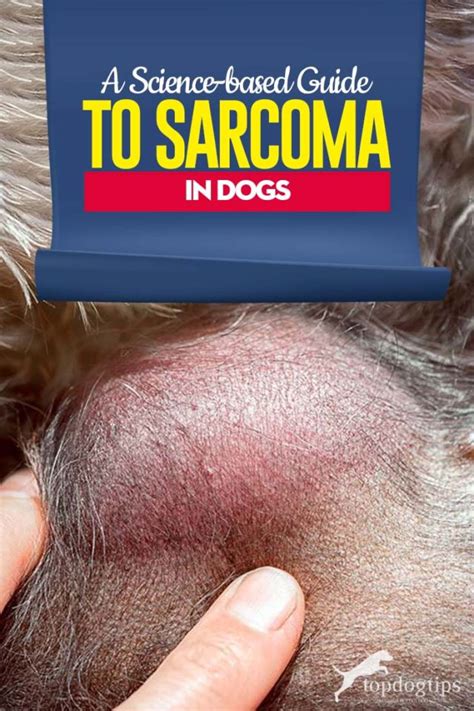 Sarcoma in Dogs: A Science-based Guide (Types, Treatments, Survival)