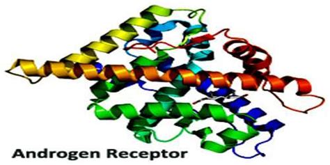 Androgen Receptor - Assignment Point
