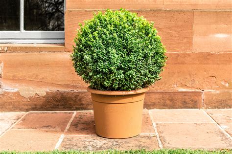 How To Make A Box Hedge Ball at Evelyn Council blog