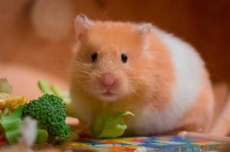 Animais Pequenos De Estimação
