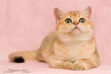 Розовая кошка породы - картинки и фото koshka.top