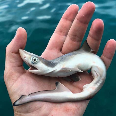 Baby Thresher Shark