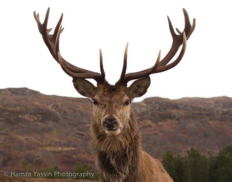 Stag - JungleKey.fr Image