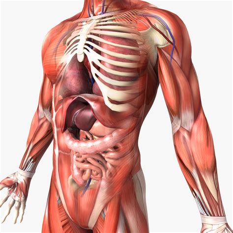 model  human body human  anatomy dhtxb