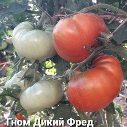 Томат Дикий Фред: описание сорта, ОТЗЫВЫ (13), фото, урожайность