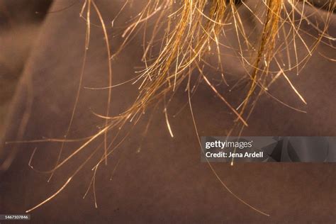 split ends hair closeup dry hair damaged hair problems high res stock
