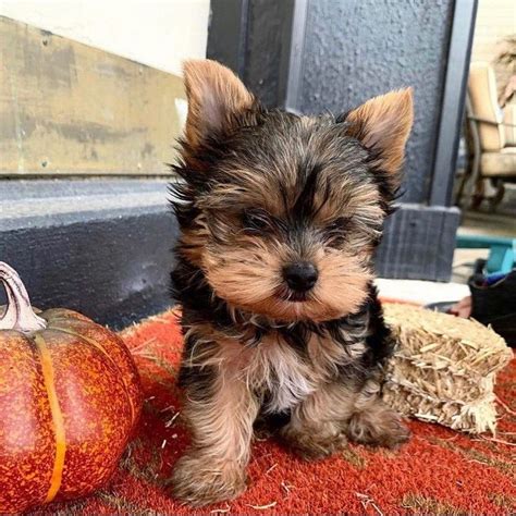Yorkie Terrier Puppy For Sale Near Me - These are real teacup Yorkie ...