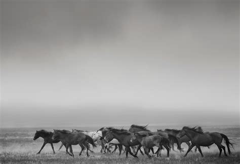 Shane Russeck - "Dream State" - 50x90 Black and White Photography Wild