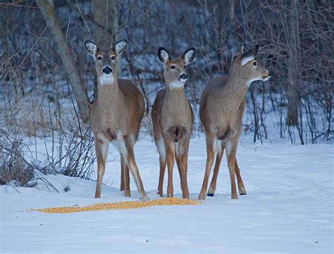 how long for deer to find corn