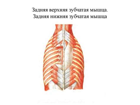 Функциональная анатомия мышц туловища - презентация онлайн