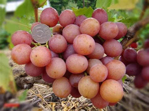 Ливия - купить в Донецке, Волновахе и ДНР по цене - 350₽