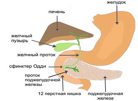 Отрыжка