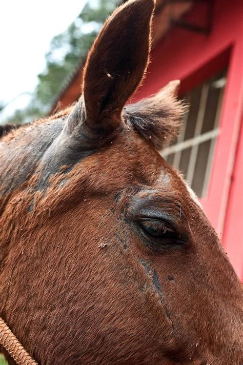 Common Equine Skin Conditions – The Horse