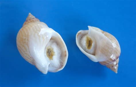 Tritia mutabilis (Linnaeus, 1758)