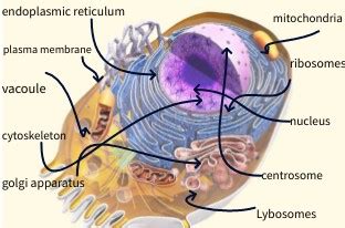 Eukariotic animal cell