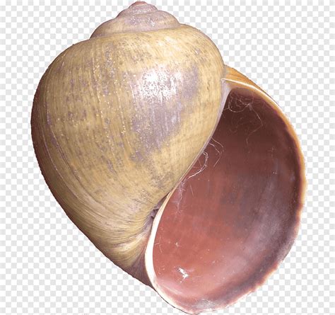 Балтийская макома Cockle Veneroida Shankha Clam, раковина, моллюски ...