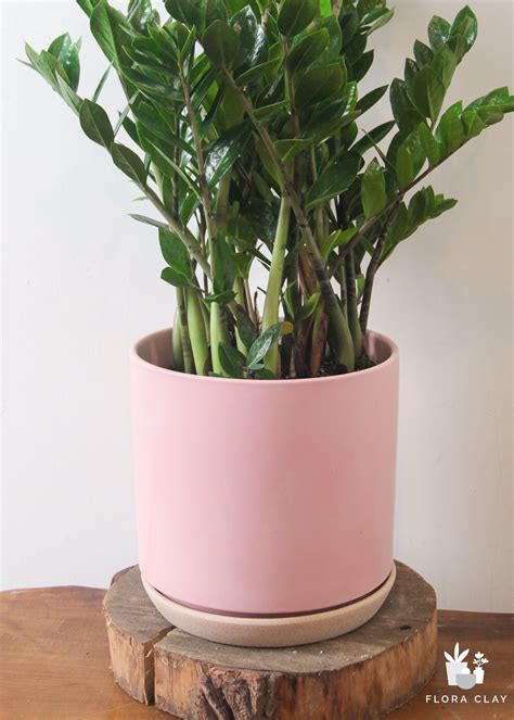 Large ZZ Plant | Plant Arrangements – FLORA CLAY