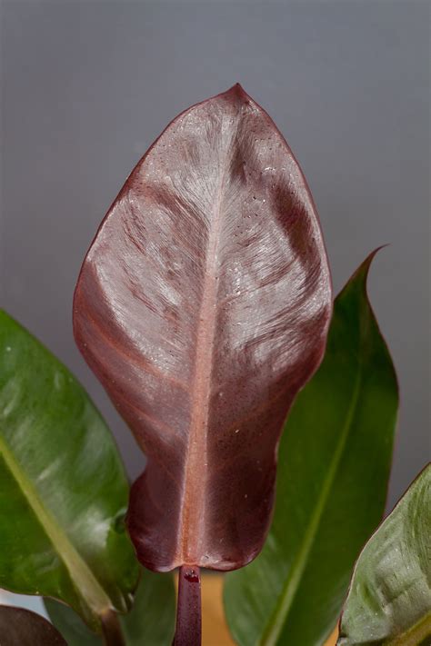 Philodendron 'Red Sun' - svokrine jazyky