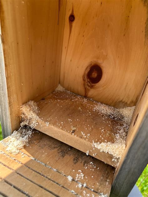 Are Carpenter Bees Damaging Your Nest Boxes? - NestWatch